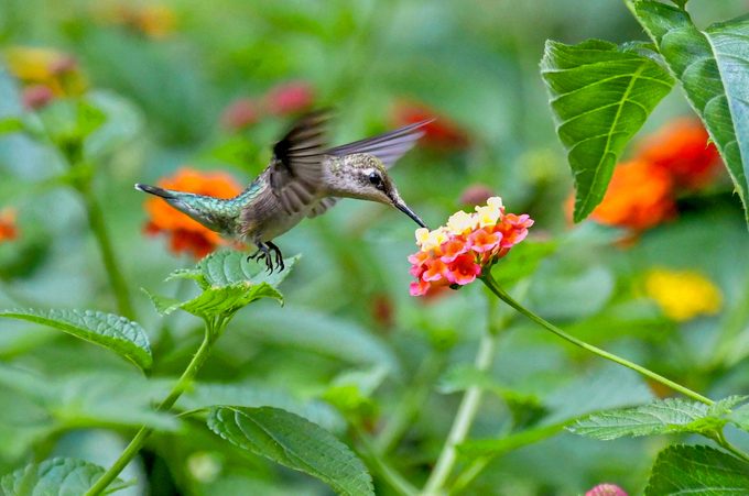 hummingbird eyes