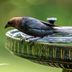 Brown-Headed Cowbird: Most Hated Bird in America