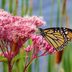 Grow a Perennial Garden to Save Time and Money