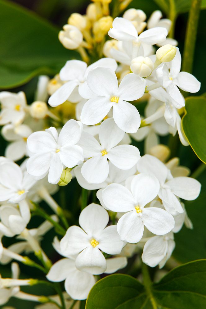 2894 Syringa X Oblata Betsy Ross 2254