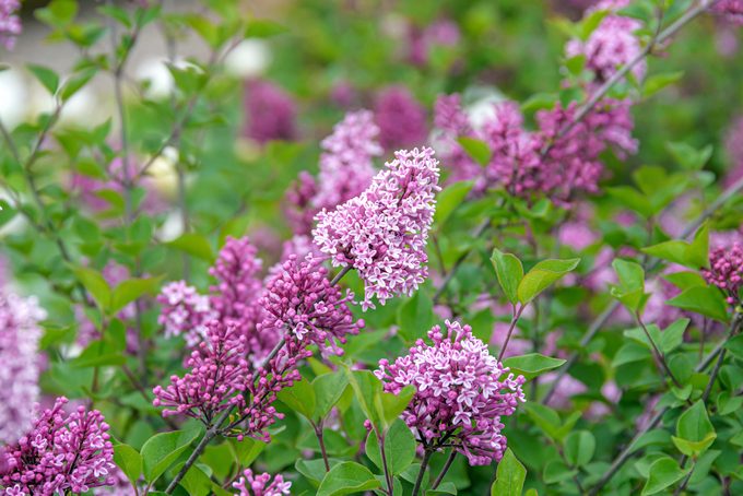 Zwerg Flieder, Syringa Josee, Dwarf Lilac, Syringa Josee