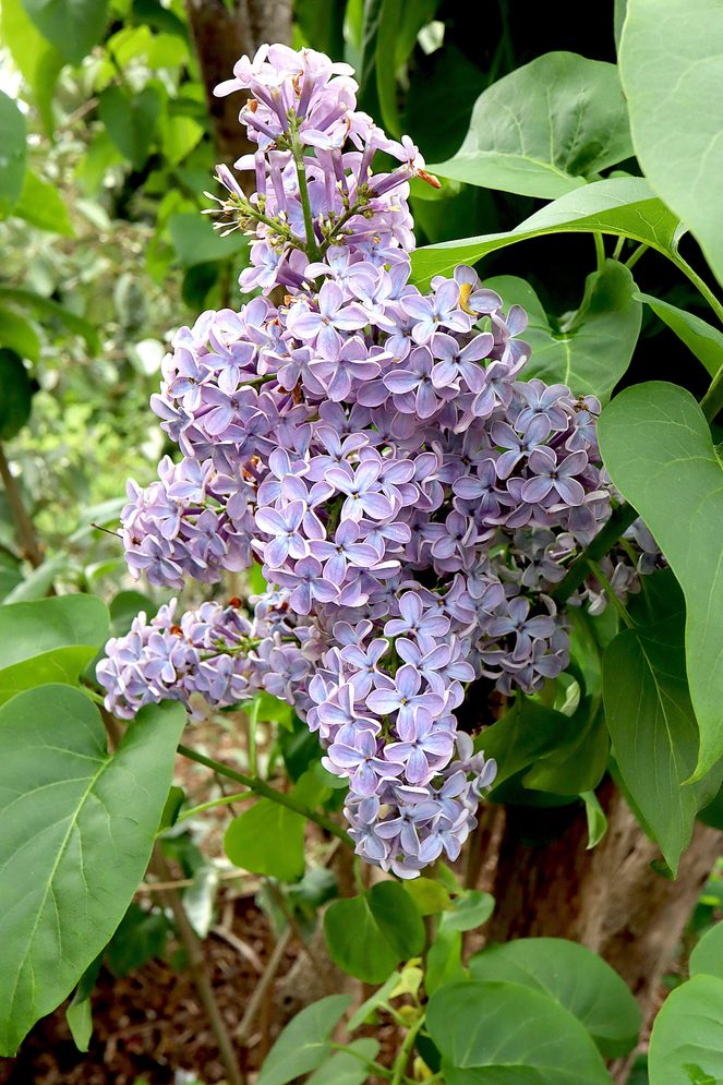 Syringa Vulgaris wedgewood BlueCommon Lilac Wedgewood Blue Single Pale Blue Pink Edged Flowers, May, England, Uk