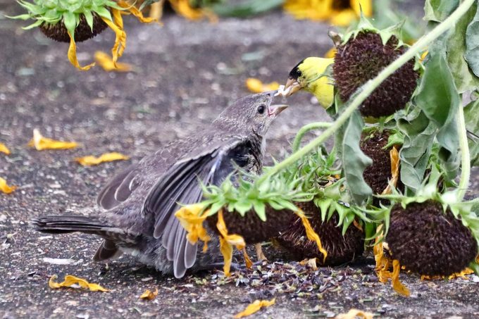 goldfinch feeding a juvenile cowbird