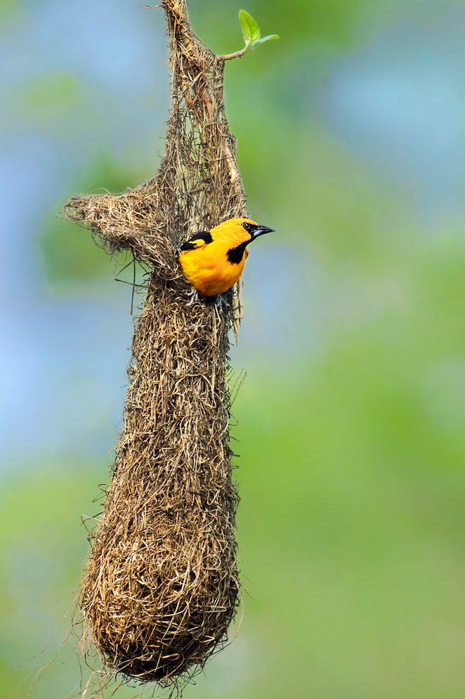 Atamira oriole Icterus Gularis Is A Tropical Songbird With A Beautiful Striking Orange Yellow And Black Plumage Found Only In South Texas In The United States And Then Down Into Mexico And Central America