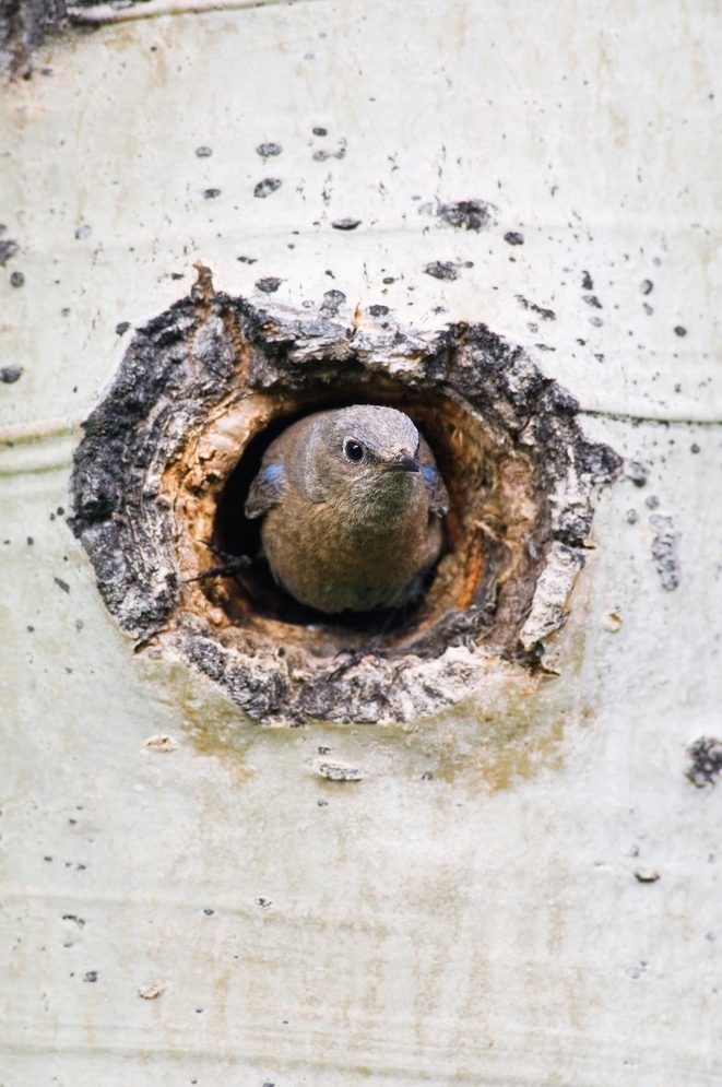 Western Bluebird Sialia Mexicana Adult Female At Nesting Cavity In Aspen Tree Rocky Mountain National Park Colorado Usa