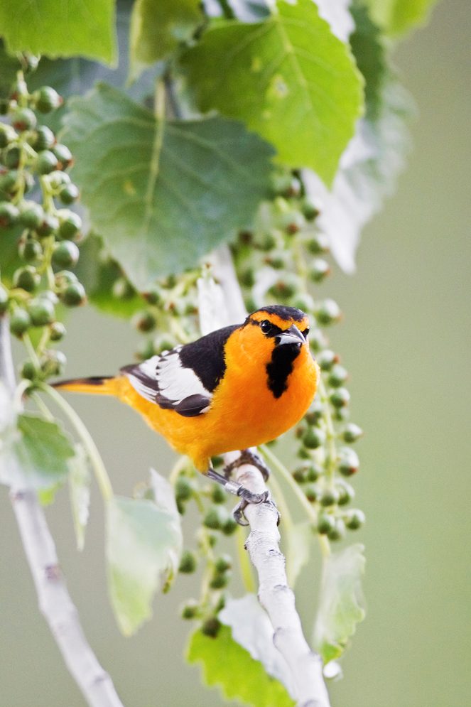 Bullock's Oriole Perching In Cottonwood Tree Vertical