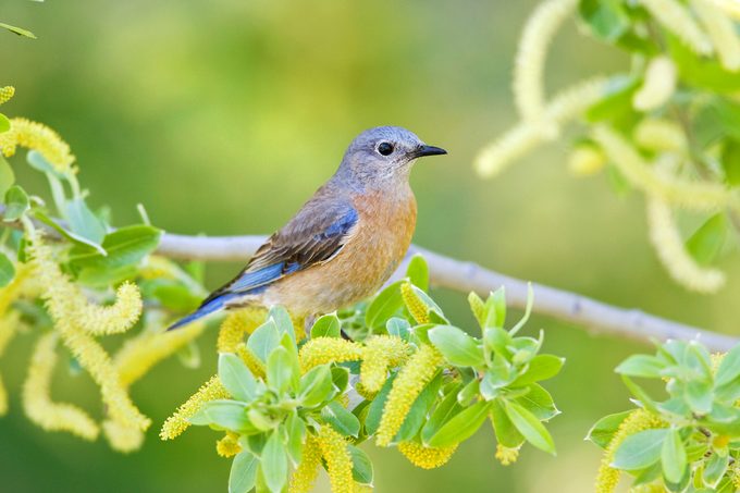Female Western Bluebird Perching In Willow Tree