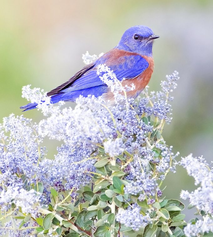 Western Bluebird Perching In California Lilac Blossoms Vertical