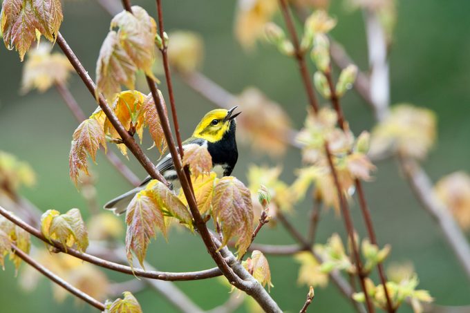 Black Throated Green Warbler Bbt0113