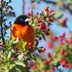 Meet 8 Types of Orioles to Look for Across America