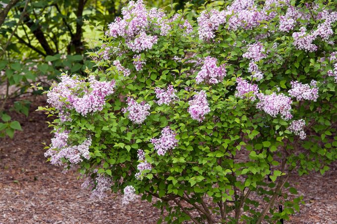 Syringa 'colby's Wishing Star'