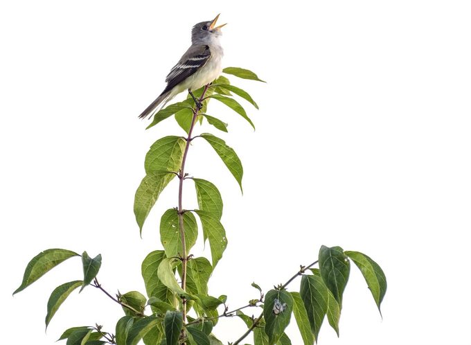 Adorable Acadian Flycatcher Singing In High Key