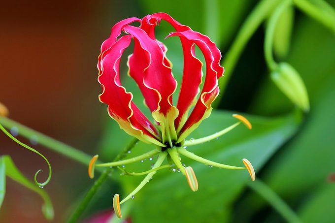 Gloriosa Superba Or Climbing Lily