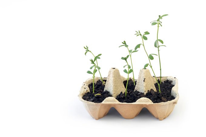 Seedling Plants Growing From Egg Carton Isolated On White Background.