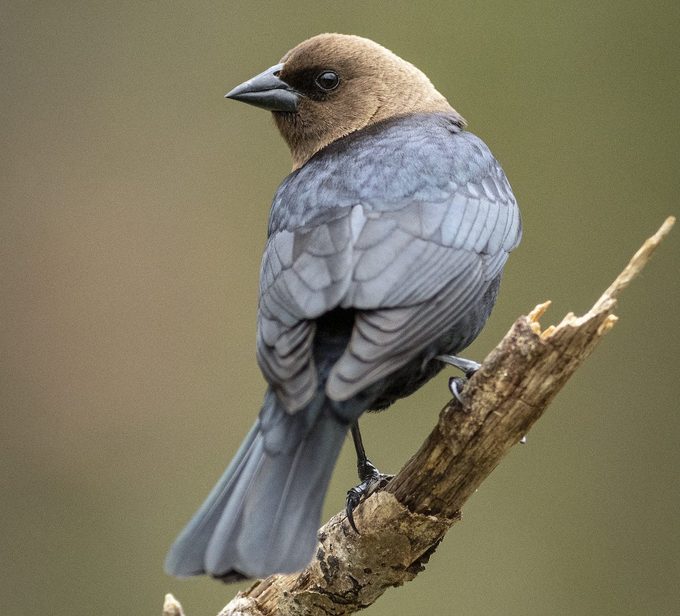 Brown Headed Cowbird.