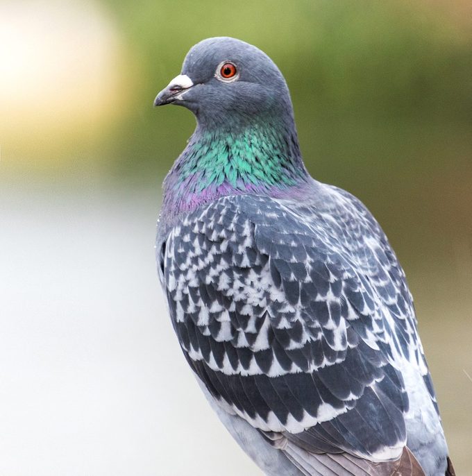 Rock Pigeon