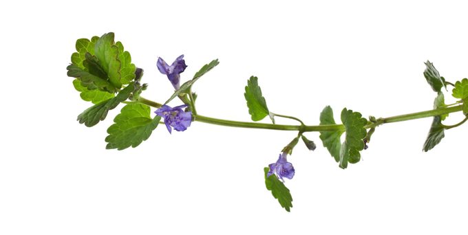 Creeping Charlie (glechoma Hederacea)