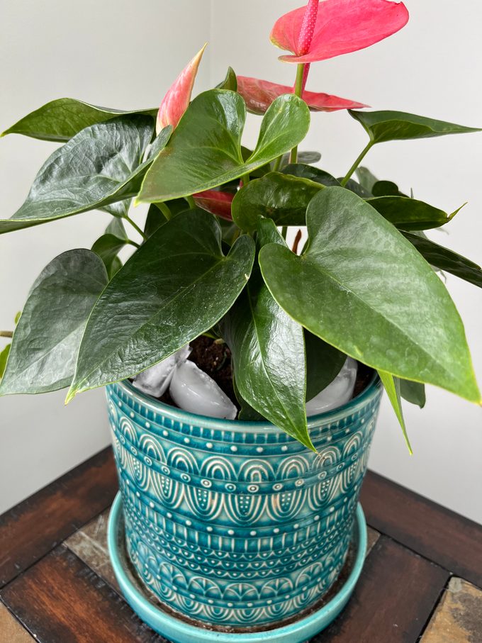 A potted plant with ice cubes in the soil.