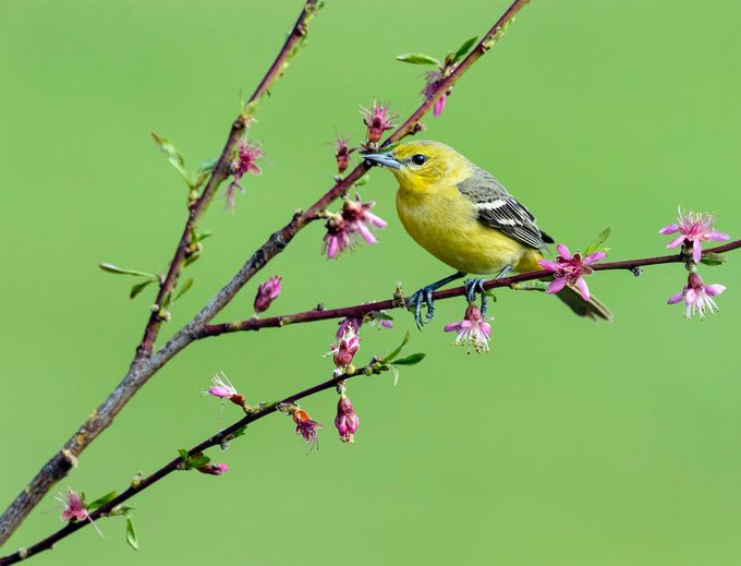 Orchard Oriole, Icterus Spurius, Female Bird Perching In Springtime