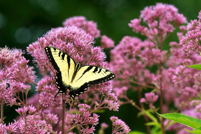 Eastern Tiger Swallowtail (papilio Glaucaus) Feeding On Joe Pye Weed (eutrochium Purpureum), Marion County, Illinois, Usa