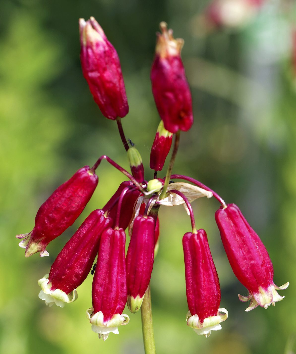 Feuerwerksblume