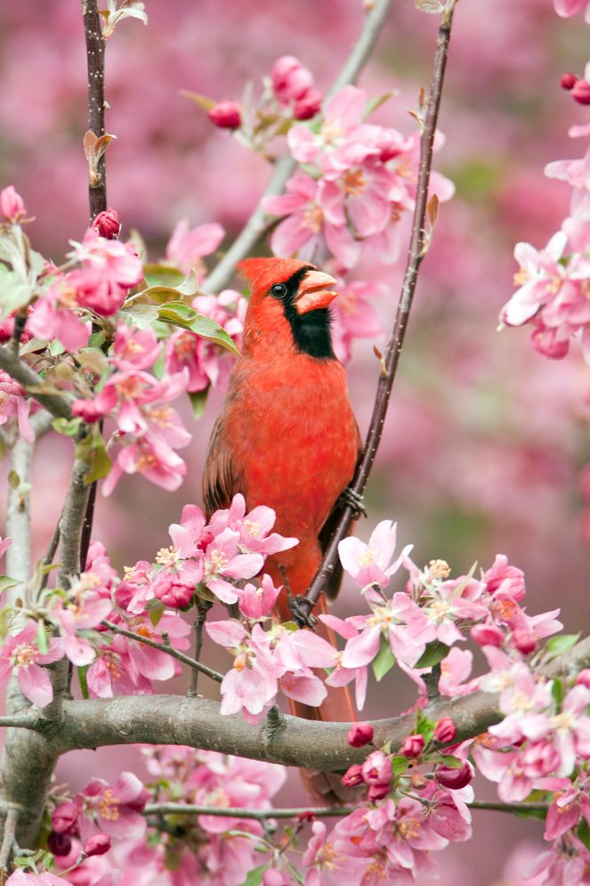 Northern Cardinal Bca2038
