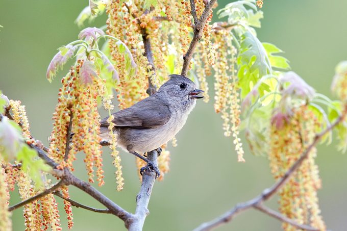 Oak Titmouse Bot0095
