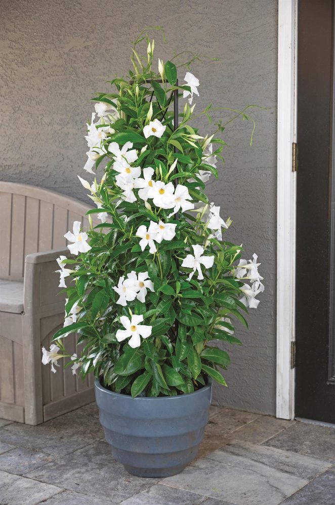 Pw Mandevilla Sun Parasol Giant White Container Container