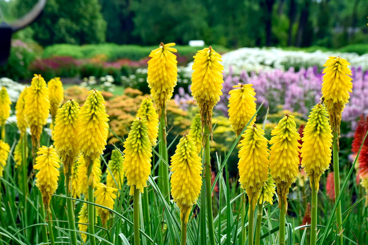 Pw Kniphofia Solar Flare Cjw21 1