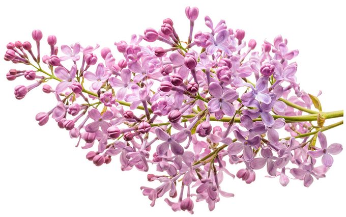 Pw Lilac Scentara Pura 02 Macro