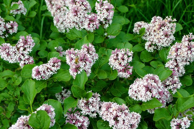 Pw Syringa Baby Kim Img 2023