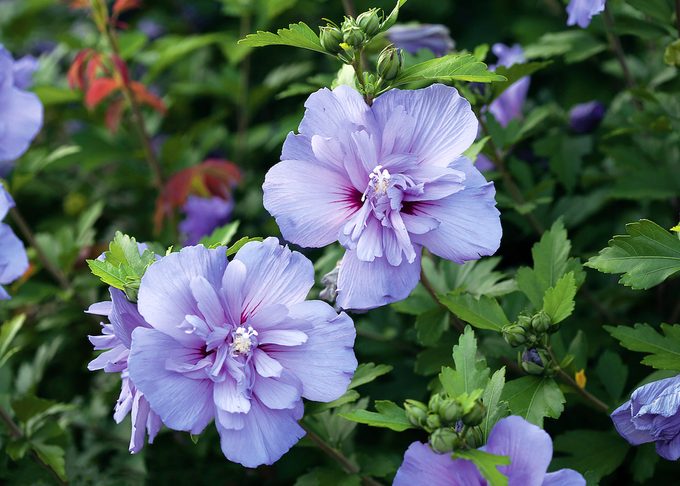 Pwblue Chiffon Hibiscus Syriacus