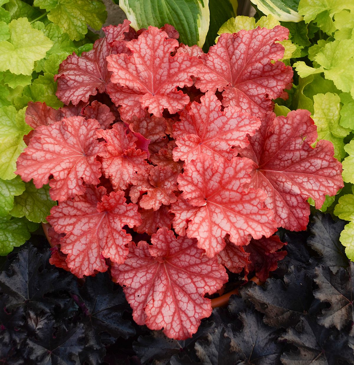 Pwheuchera Peachberry Ice, perennial garden