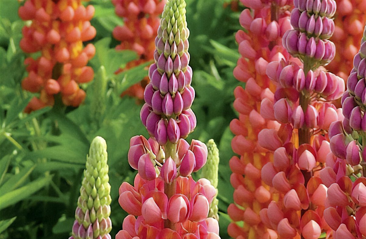 Pwlupin Westcountry Terracotta Bloom Bloom