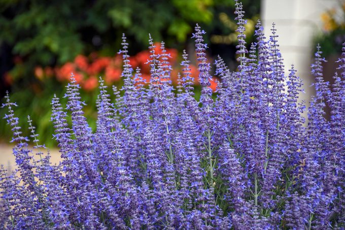 Pwperovskia Denim N Lace, perennial garden