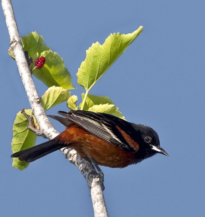 Orchard Oriole