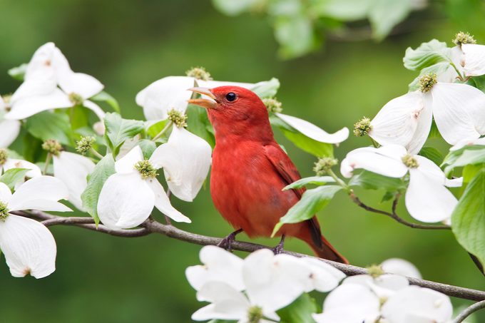 Summer Tanager Bsu0391