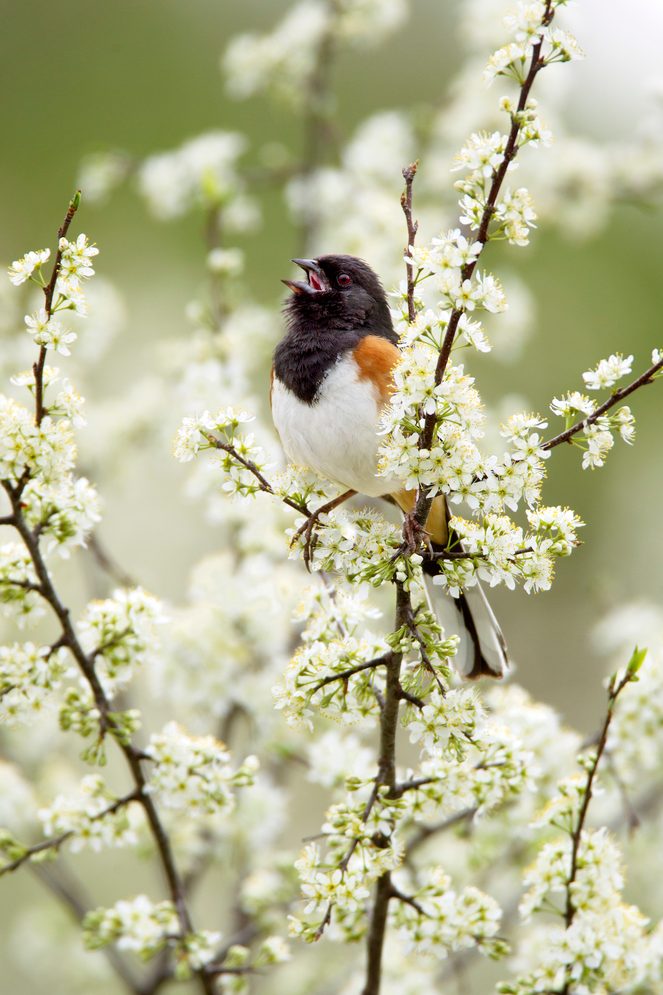 Eastern towhee singing bird songs