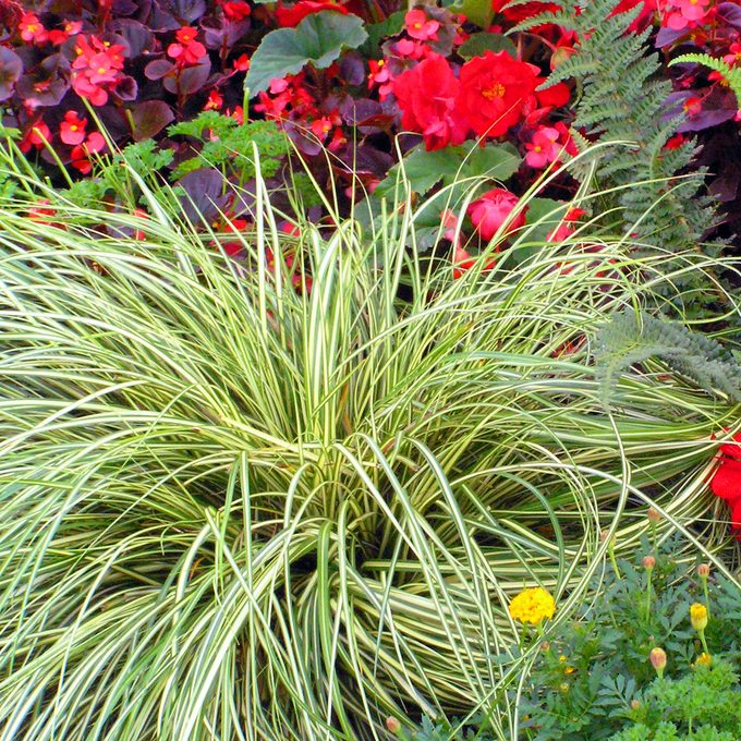 WGCarex oshimensis Evergold