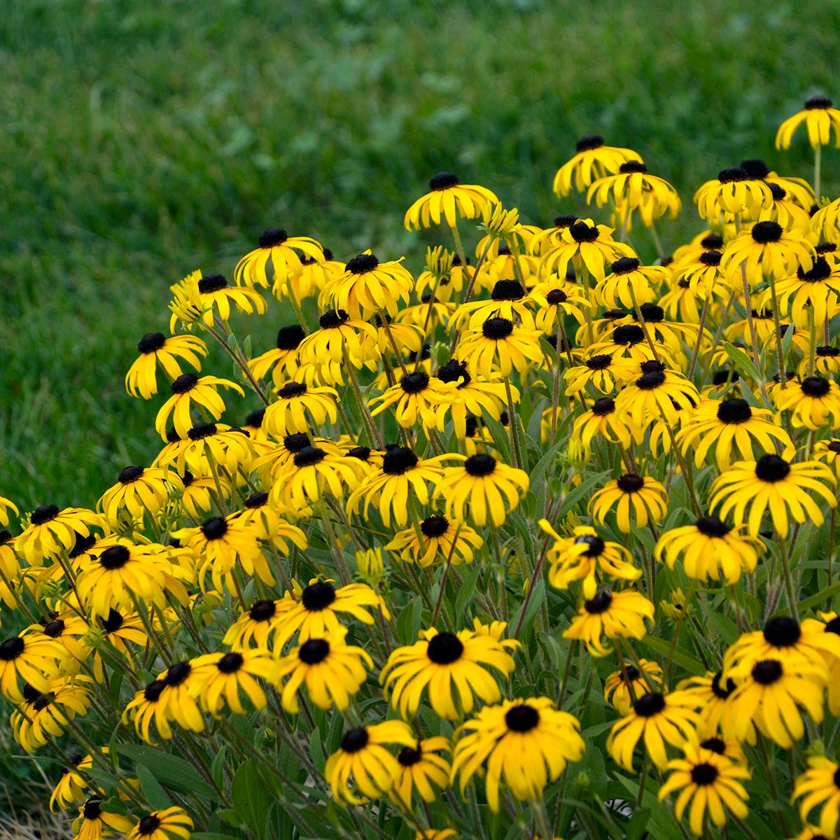 Wgrudbeckia American Gold Rush