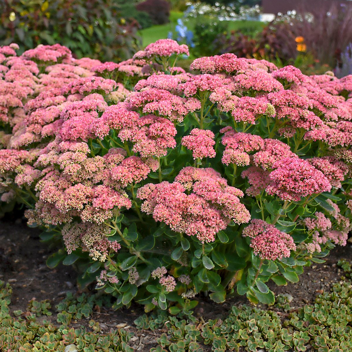 Wg Sedum Autumn Joy, perennial garden