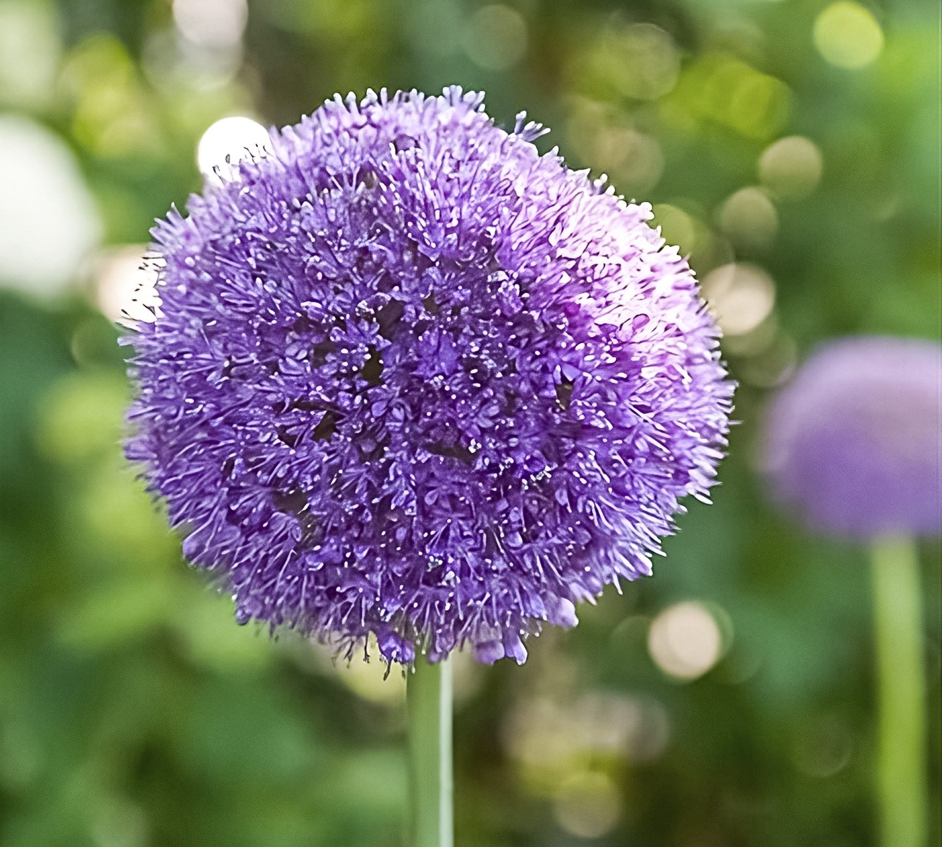 Ibulb Medres223408