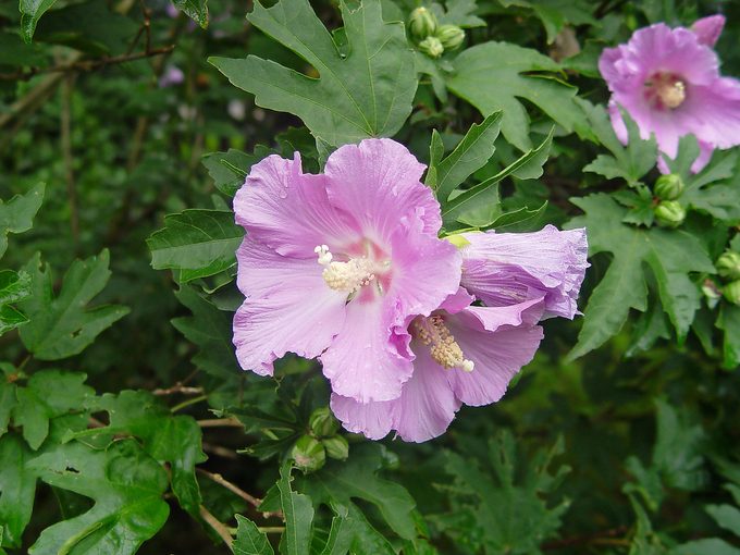 Pollypetite Hibiscus 4