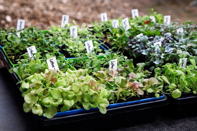 Variety,of,fresh,,organically,grown,vegetable,seedlings,growing,in,seed