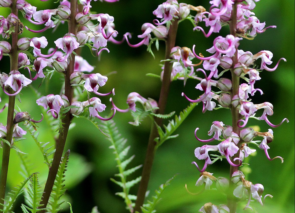 Elephant's,head, ,pedicularis,groenlandica