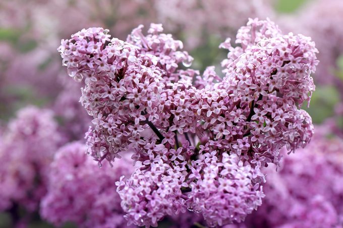 Blooming,lilac,with,rain,drops.,syringa,meyeri,palibin.