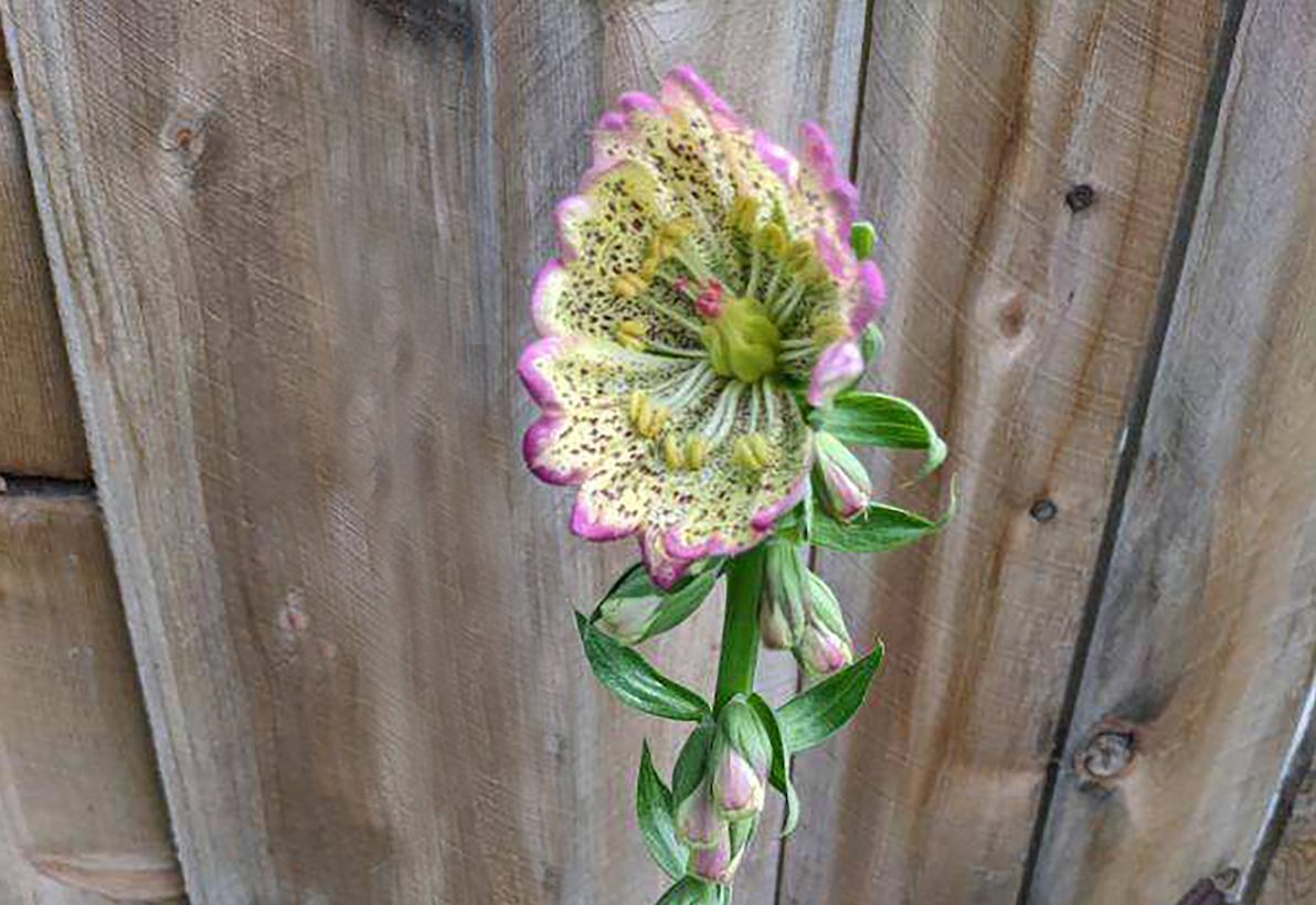 fasciation in foxglove