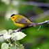 How to Identify a Wilson's Warbler