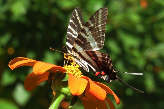 zebra swallowtail butterfly mexican sunflower
