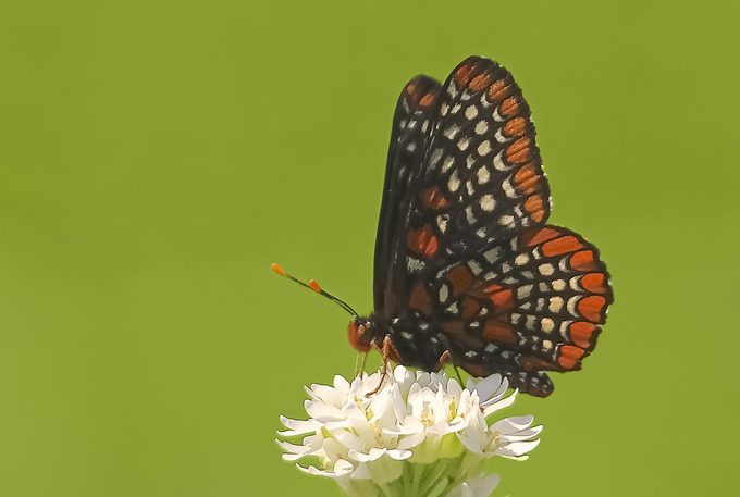 baltimore checkerspot